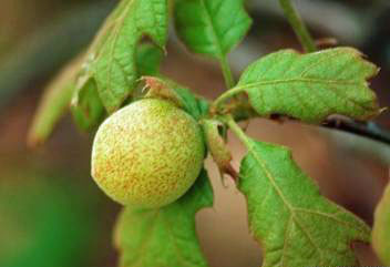File:Oakapple.jpg